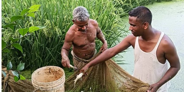 একই জমিতে মাছ ও হাঁস চাষ, বদলে গেল জীবন